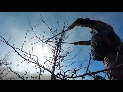 Kako se pravilno orezuje kruška-rezidba, orezivanje kruške