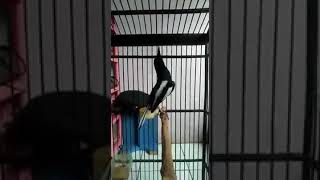 Download lagu Suara Burung Kacer Super Gacor Ngobra Nagen mp3 Download lagu Suara Burung Kacer Super Gacor Ngobra Nagen mp3