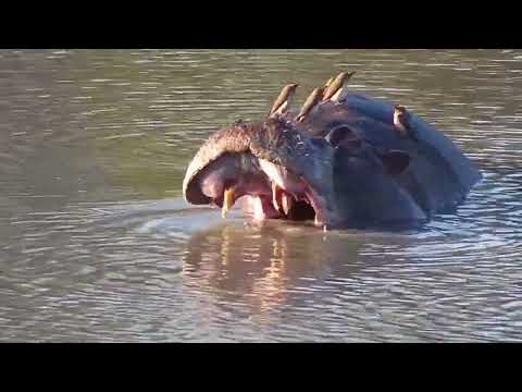 Djuma: Hippos, one with a lot of Oxpeckers on it - 16:38 - 08/11/2023
