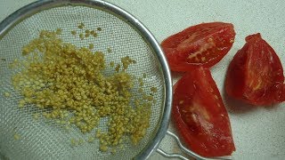 Смотреть онлайн Как достать семена из томатов