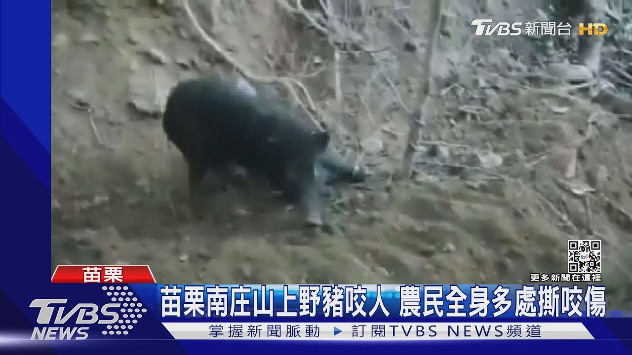 苗栗南庄山上野豬咬人 農民全身多處撕咬傷