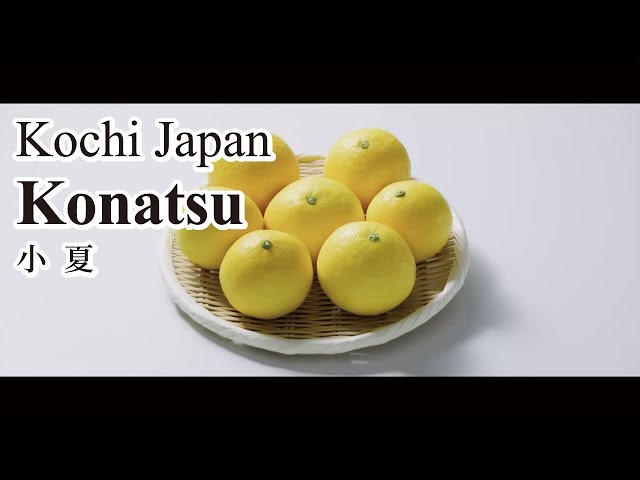 What is a konatsu? Learn about Kochi's unusual citrus fruit that tastes like summer