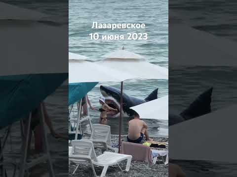, title : '#лазаревское #сочи #2023  человек в пасти акулы на центральном пляже'
