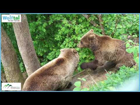 Alternativer Wolf- und Bärenpark Schwarzwald - Wolftal