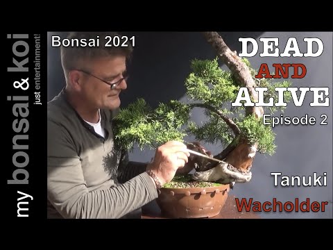 Bonsai 2021-42  - DEAD AND ALIVE - Episode 2 - Tanuki - Wacholder Juniperus - Der Halbmond - Part 1