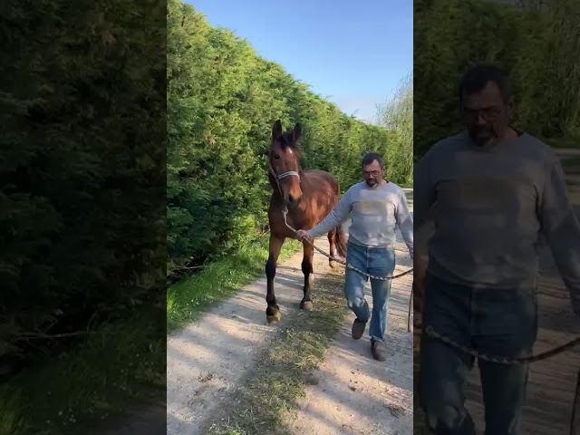Caballo castrado Silla Francés En venta 2021 Bayo por AD Unaniem