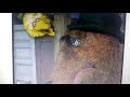 Sesame Street Snuffy Hat Big Bird Letter L Sponsors