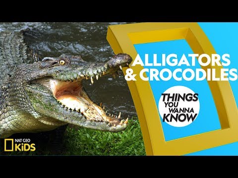 Cool Facts About Alligators and Crocodiles | Things You Wanna Know