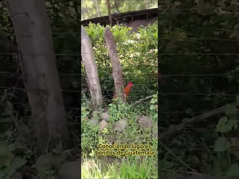 finca las Delicias Barberena santa Rosa Guatemala #parati #naturaleza #viral