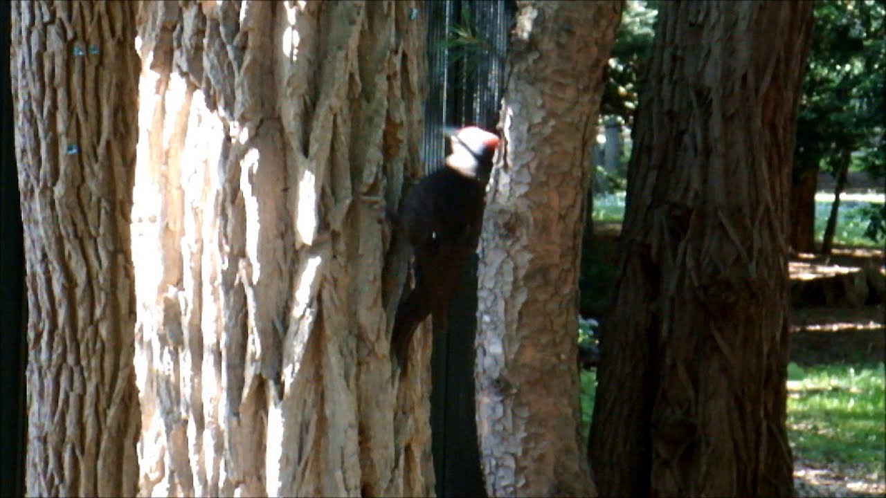クマゲラ (Black woodpecker) : Breakfast time.