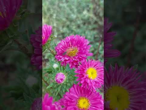 Flower 🌼 #butterfly #lifeisbutadream #flowers #nothingimposibleinthisworld #garden