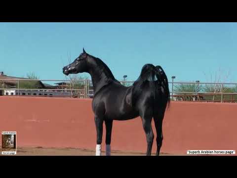 , title : 'The superb Black Arabian stallion: Spades LRA.'