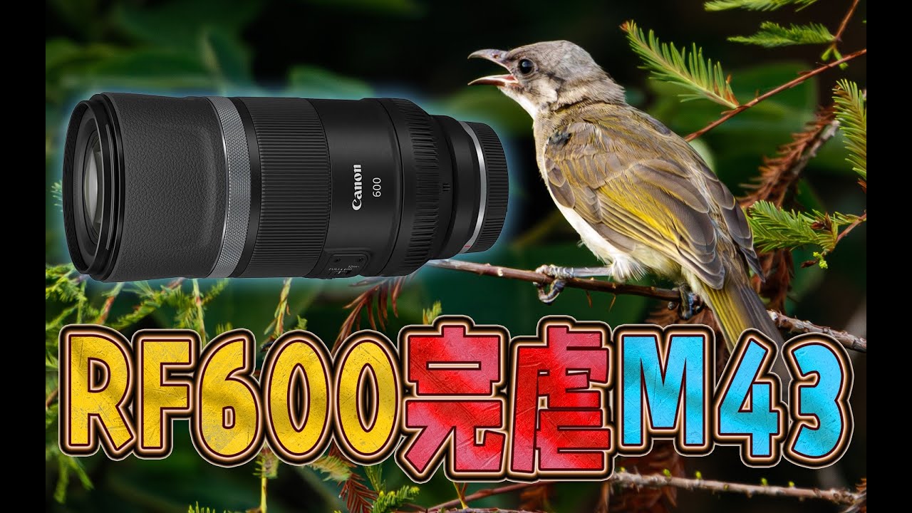 夺走M43系统仅剩的一点点尊严，佳能RF 600mm F11跟EOS R10搭配是性价比最高的野生打鸟组合吗？