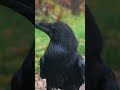 RAVEN - SYMBOLISM AND MEANING #history #symbols #shorts