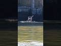 Video Thumbnail for Can you see the pike ? #pike #shorts #fishing