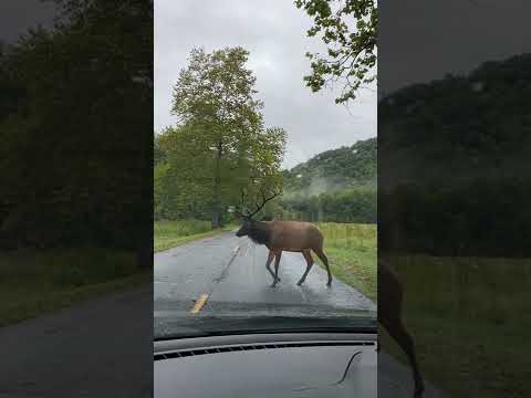 So Many Elk in the Great Smoky Mountains! #shorts