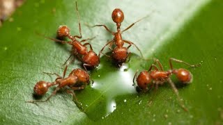 why ants sleep 12 hours per day|top 10 intresting facts|REFRESH
