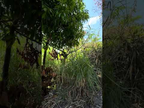 2 lotes disponibles en San Isidro cabañas