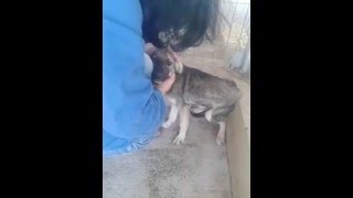 dog tortured previously screaming and calm at  he beginning of feeling secure
