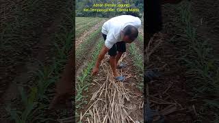 Download lagu Planting Corn Bisi-2 Legowo System #corn #Shorts mp3