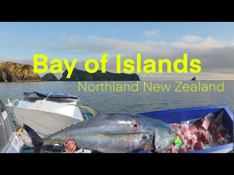 70.7kg Giant Yellowfin Tuna (155lbs) - Bay of Islands, Summer Fishing NZ [Eps3]