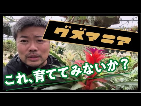 園芸 グズマニアの増やし方は?