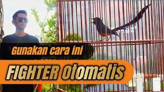 Download lagu 3 Cara Ampuh mengatasi MURAI BATU tidak punya MENTAL‼️ mp3