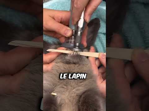 Les dents de ce lapin étaient trop longues