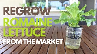 How to Regrow Romaine Lettuce from Scraps
