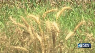 KSN Ag expert John Jenkinson provides an update on the 2026 Kansas wheat harvest during the road tri
