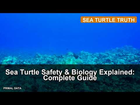 Sea Turtle Safety & Biology Explained: Complete Guide