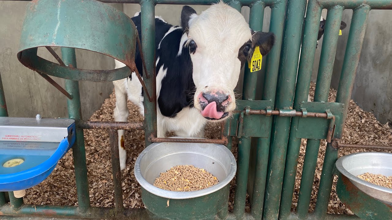Fazenda leiteira! Conheça de perto!