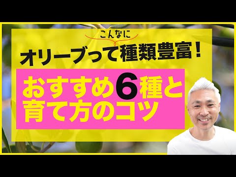 冬のオリーブの木に最適なマルチは何ですか?庭師のためのヒントとコツ  庭園