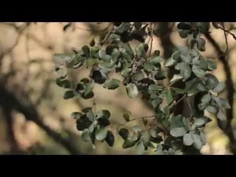 ¿Somos lo que comemos?