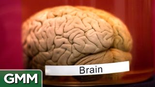 5 Weirdest Things Ever Stolen