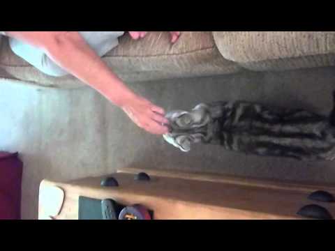 Darcy the cat  does a double gambol