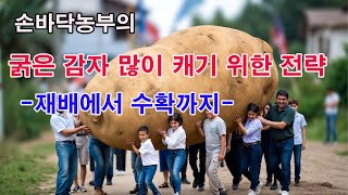 손바닥농부의 굵은 감자 많이 캐기 위한 전략 -재배에서 수확까지-(감자 재배, 감자 심기, 감자 다수확 방법…