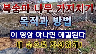 [텃밭농부. 1,336]  복숭아나무 가지치기 목적과 방법. 이 영상 하나면 해결.#복숭아재배