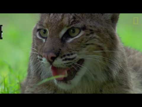 Watch Fearless Cats Take on Huge Predators In the wild,