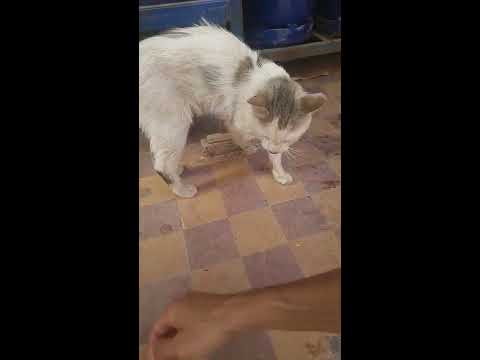 قط يحمل علامات السحر او توكال. حسبنا الله ونعم الوكيل