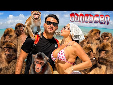 რა მოხდა მაიმუნების კუნძულზე ?