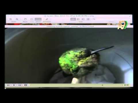 The snoring hummingbird