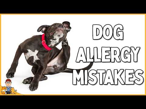 7 reasons your allergic dog's treatment will fail (vet's guide)