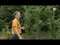 Zelf groente en fruit oogsten in Oudenhoornse voedselbos