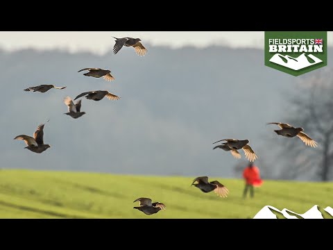 Fabulous driven English partridges