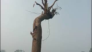 Kosom today full episode  15 December 2025/ajker notak perbo kuskum today full episode