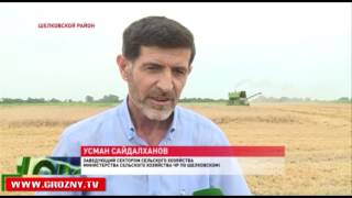Несмотря на разгул стихии, аграрии Чечни надеются собрать неплохой урожай озимых