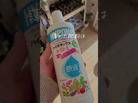 観葉植物の枯れを防ぐには？原因は何ですか?  庭園