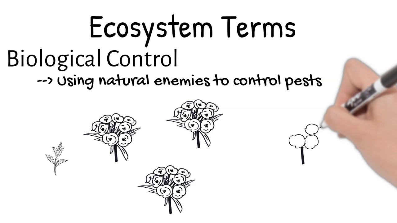 Ecosystem Terms. Short Simple Science