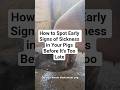 How to Spot Early Signs of Sickness in Your Pigs Before It’s Too Late